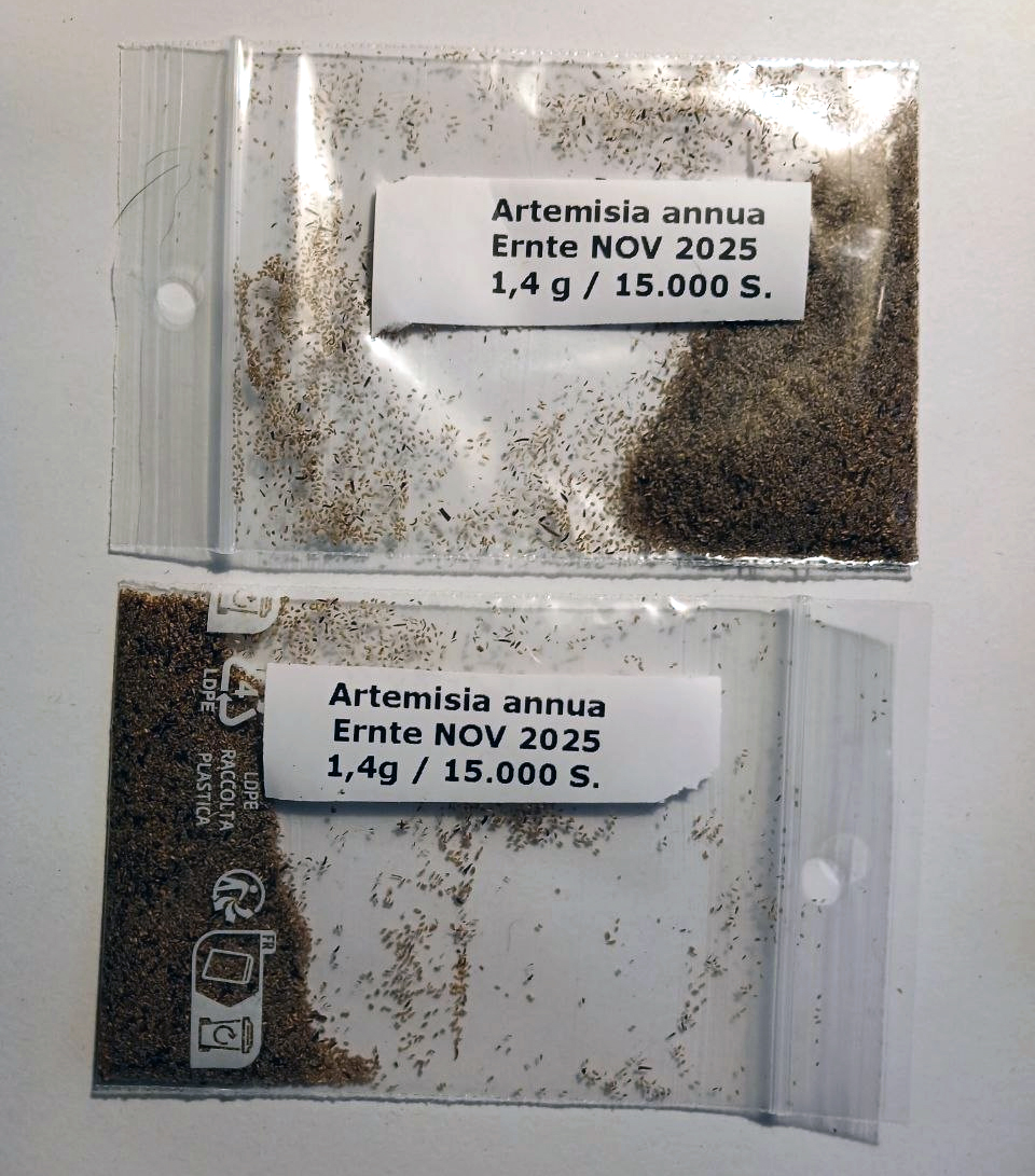 Artemisia annua Samen 2,0 Gramm